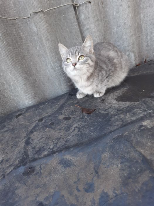 Шукаємо люблячі родини для двох члопчиків