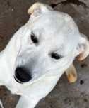 Labrador 7 miesięczny