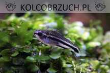 Kirysek pigmej - Kirys karłowaty - Corydoras pygmaeus - dowóz, wysyłka