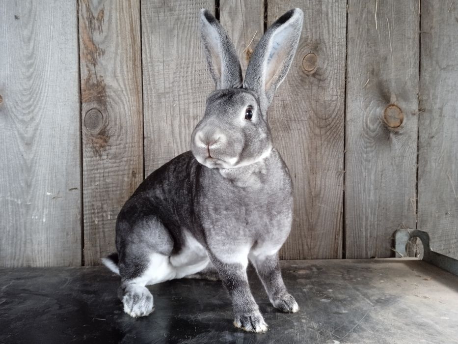 Samica rex szynszylowy