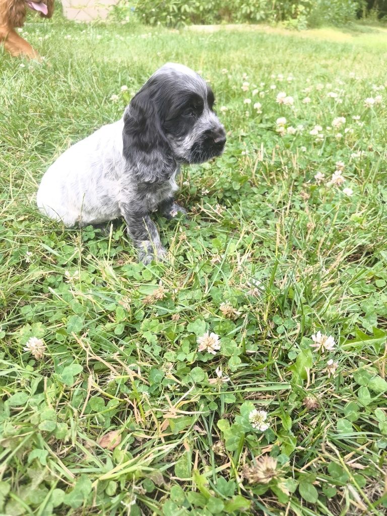 Cocker spaniel angielski samiec blue roan
