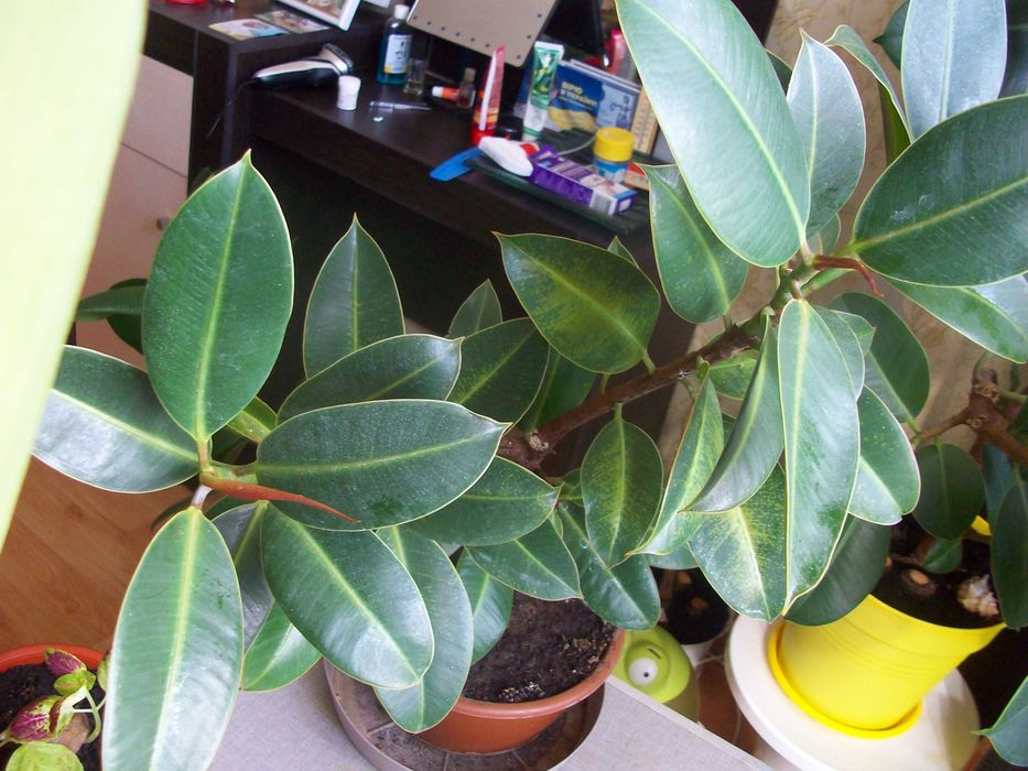 Фікус каучуковий Еластичний Багаторічний Чудовий подарунок НЕ ВИСИЛАЮ