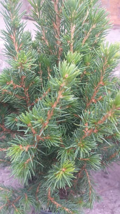 Канадська Ялинка Коніка.