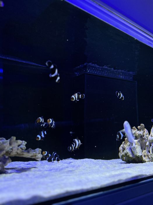 Amphiprion ocellaris S/M 4-5 cm Black Błazenek Czarny Akwarium Morskie