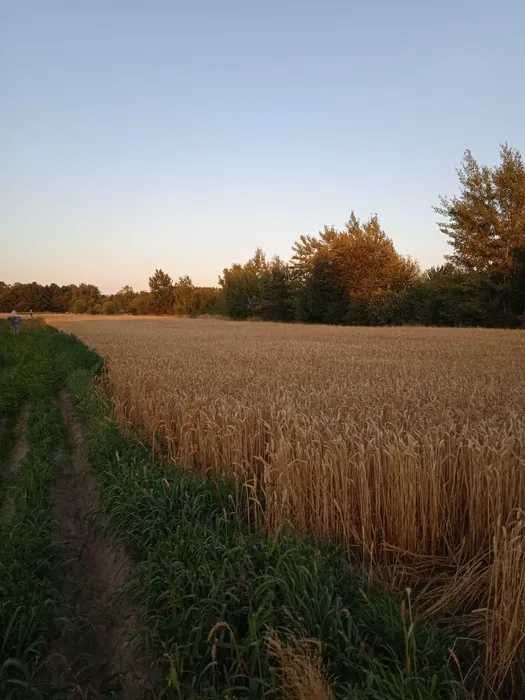 Działka budowlana Godzięcin 13 arów 50 zł m2 Wołów Wrocław Brzeg dolny