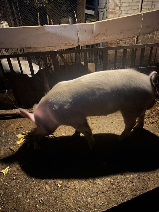 Кнур    продам