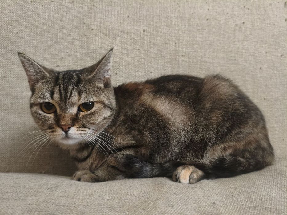 Врятованій киці дуже потрібен дім!