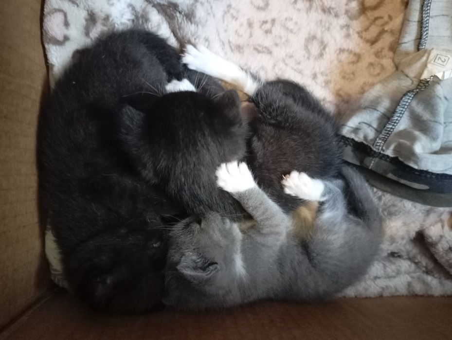 Отдам котят в хорошие руки