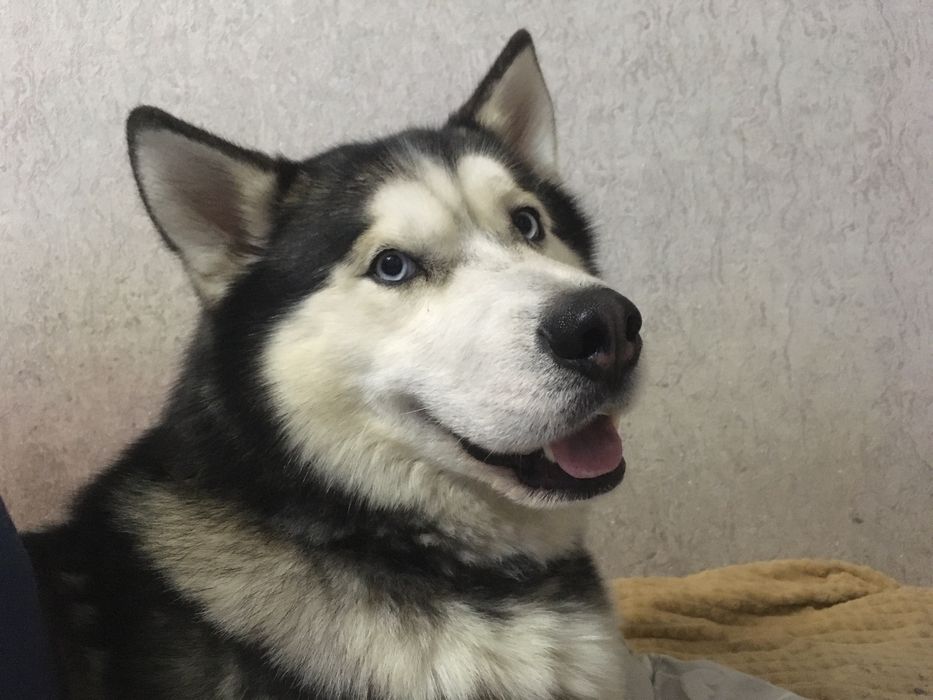 Чистокровний  Хаскі Для в'язки