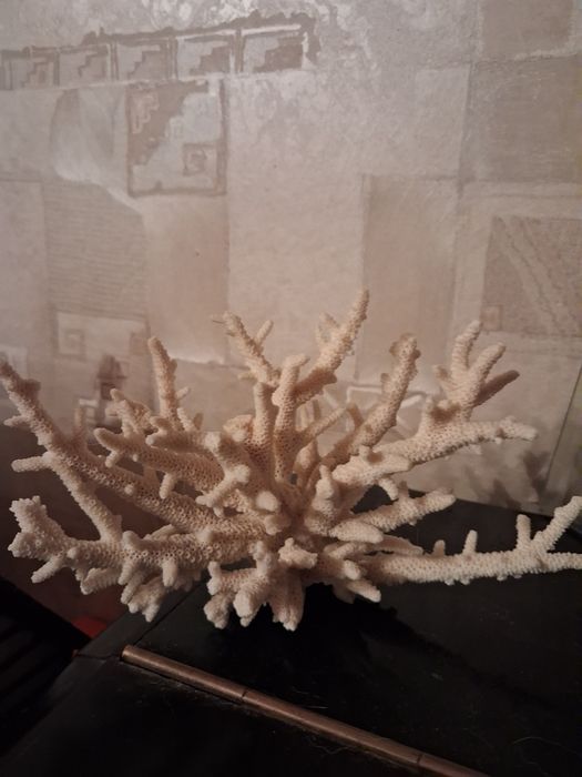 Коралл натуральний океаничний