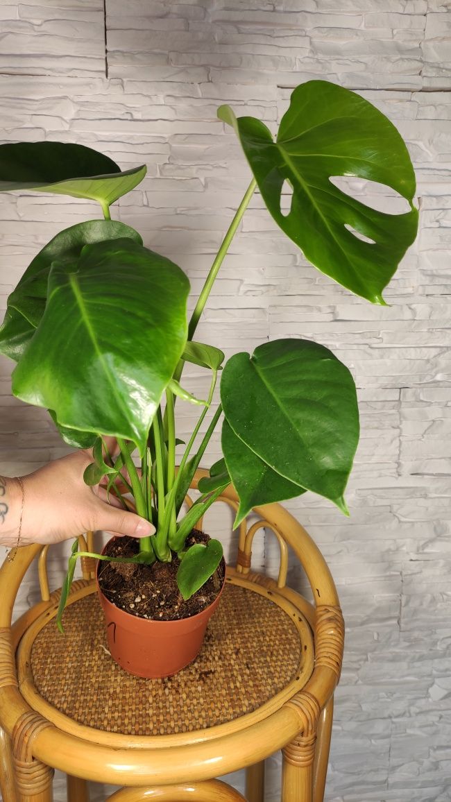 Monstera deliciosa