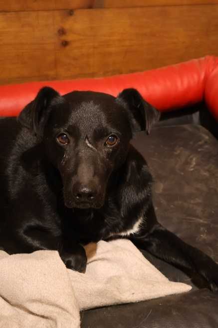 przyjacielski Trevor szuka domu