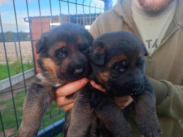 Szczeniaki Owczarek Niemiecki krotkowlosy FCI