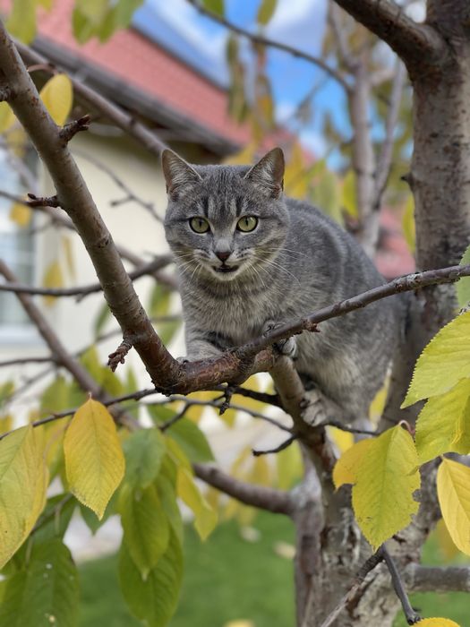 Котеня шукають сімʼю