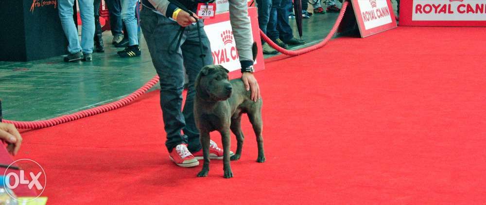 Sharpei azul, Macho