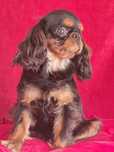 Sprzedam pieska Cavalier King  Charles