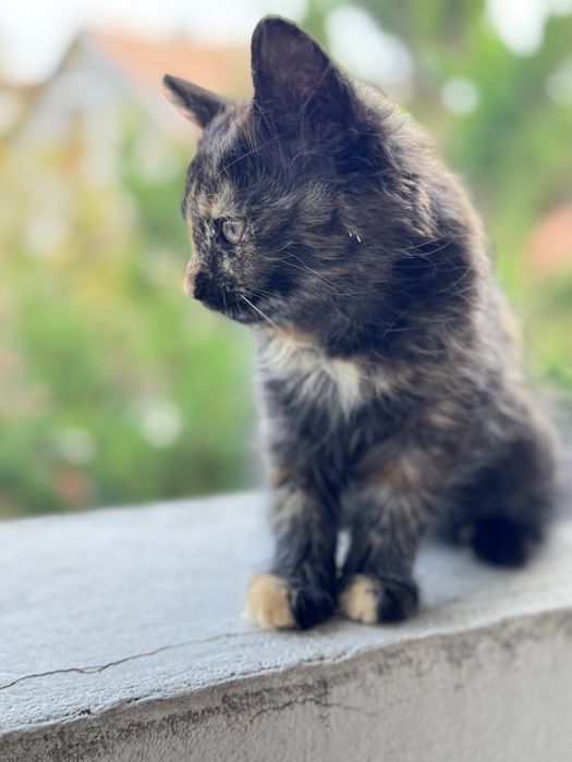 Кошенята безкоштовно