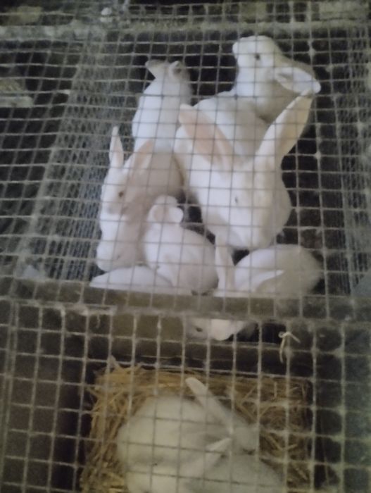 Самці та самки 2-4 місяці. Термонці та мішані.