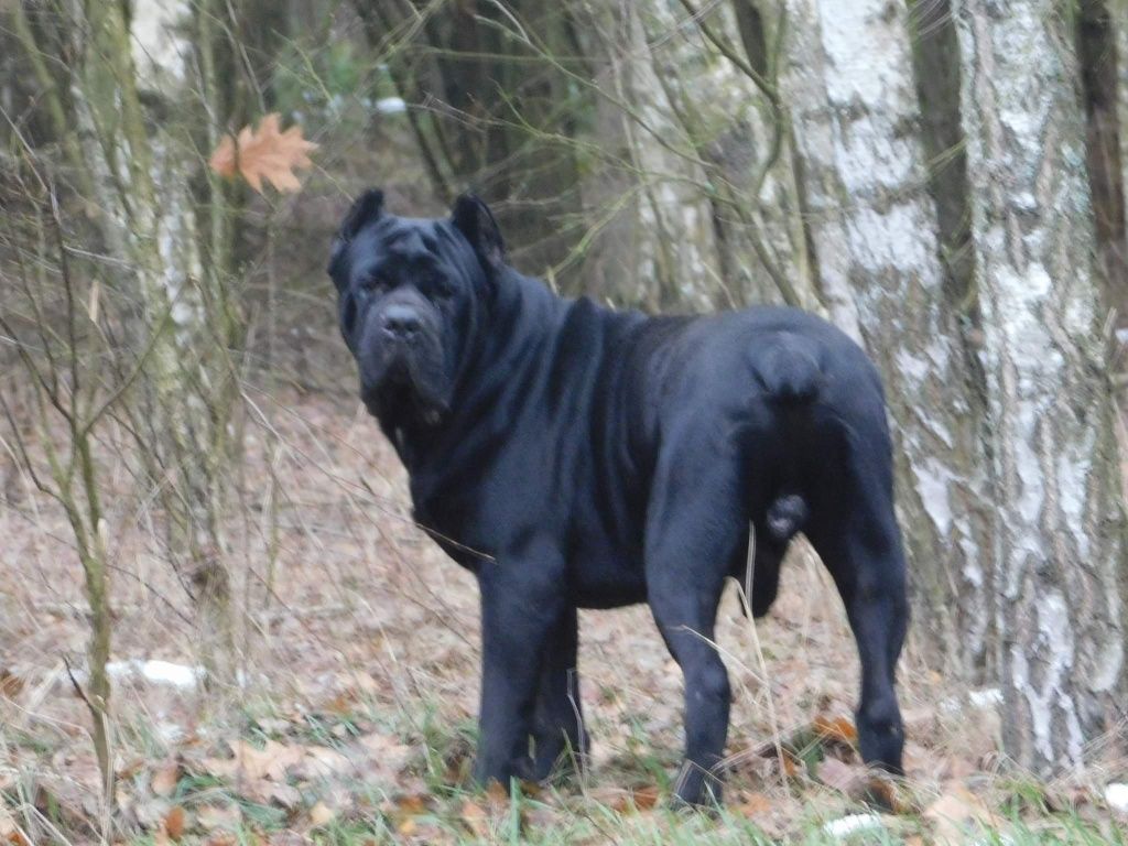 ...Cane corso...