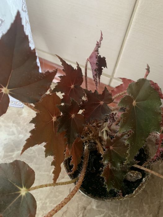 Бегонія кімнатна рослина