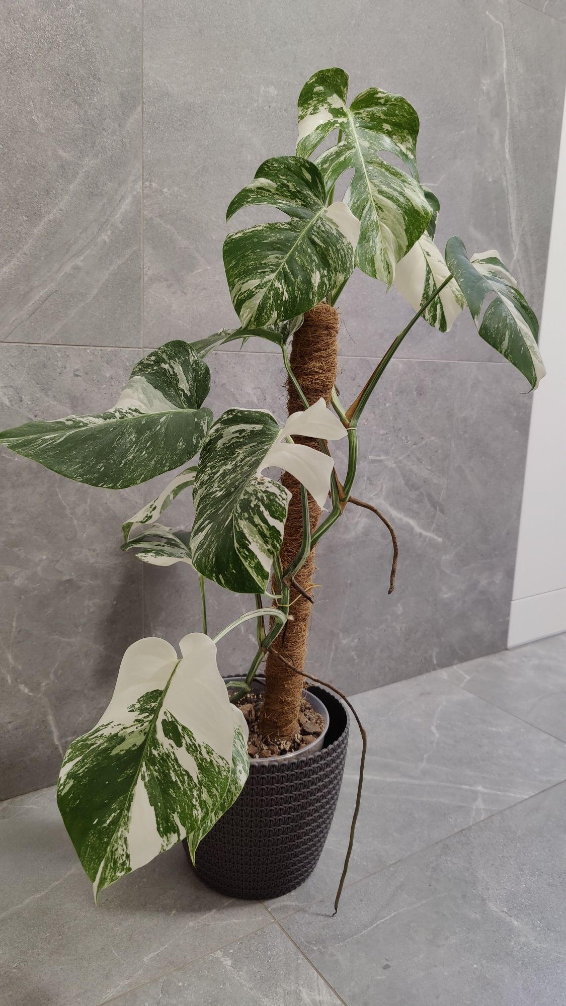 Monstera deliciosa variegata Albo sadzonka pędowa, biały liść, roślina