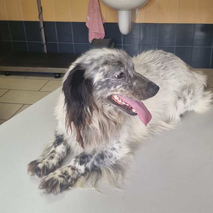 Tobi ,wspaniały piesek.