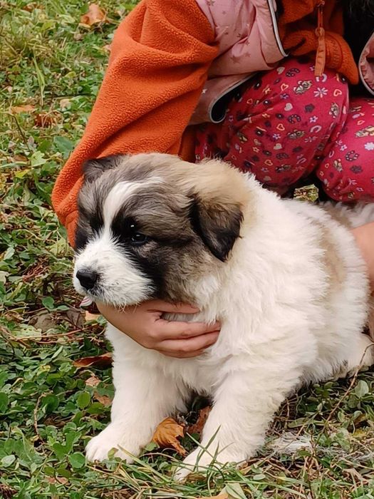 Румунська вівчарка