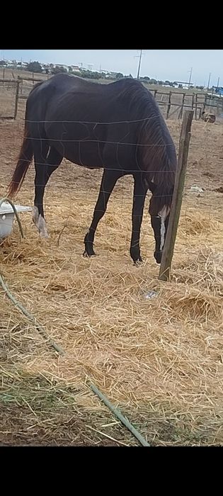 Égua preta com 8 anos