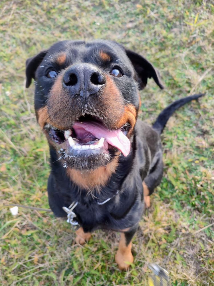 Sajmon rodowodowy rottweiler szuka domu