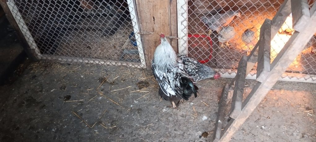 Продам курей Віандот пара