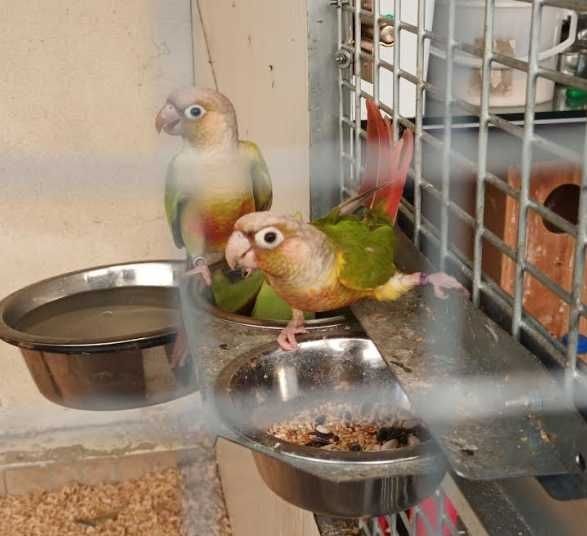 Casal Pyrruhas pineaple