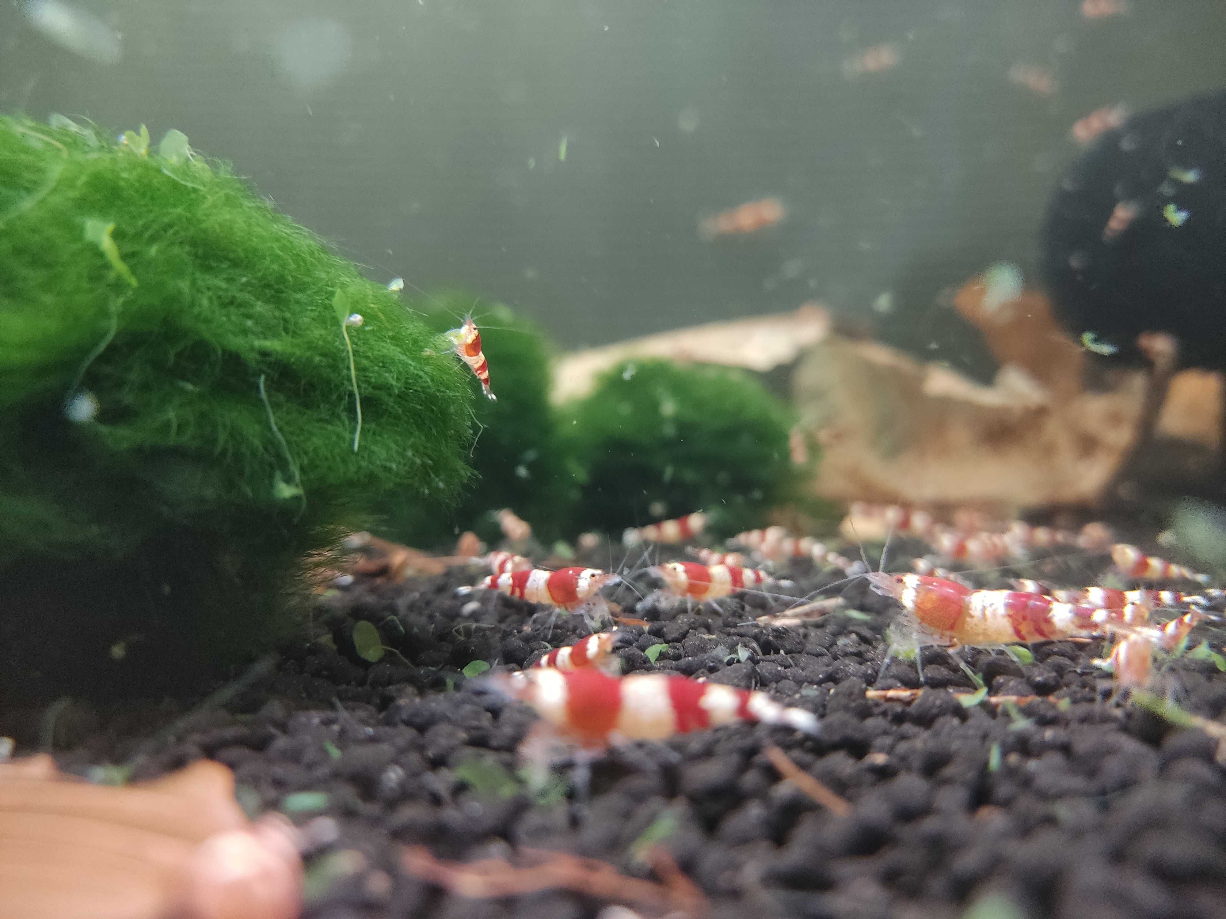 Krewetki Crystal Red