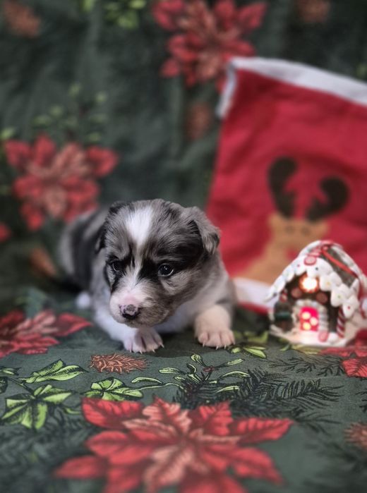 Border collie suczka blue merle