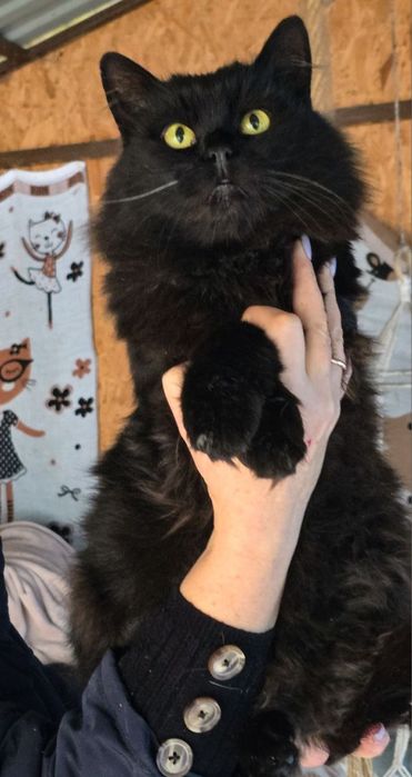 Молодий кастрований кіт в добрі руки