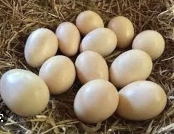 Яйце інкубаційне Качка Пікінка