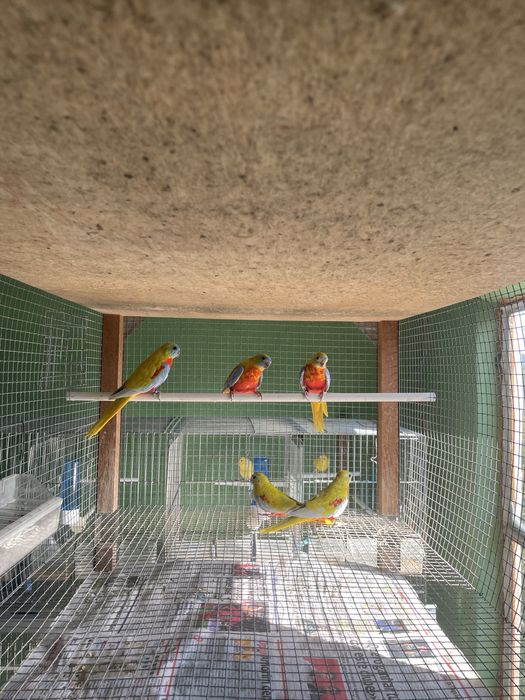 Neophemas Turquoisines