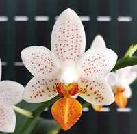 Бронюю підлітки орхідей