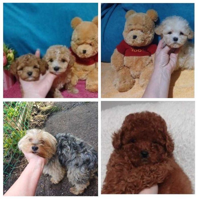 Мальтипу. Той пуделя. Ред Браун тикапы. Доставка по миру.