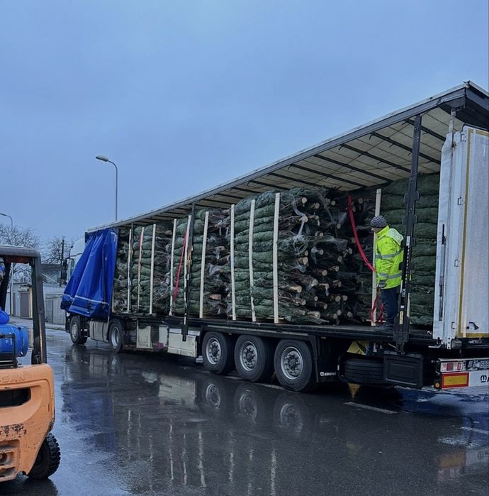 Jodła Kaukaska Choinka/Choinki Importer HURT/DETAL