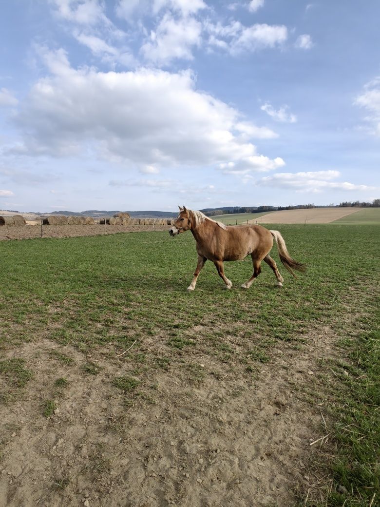 Koń rasy Haflinger