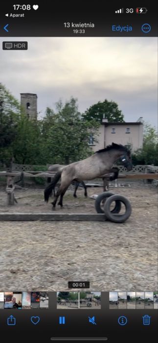 Sprzedam klqcz i ogierka koniki polskie