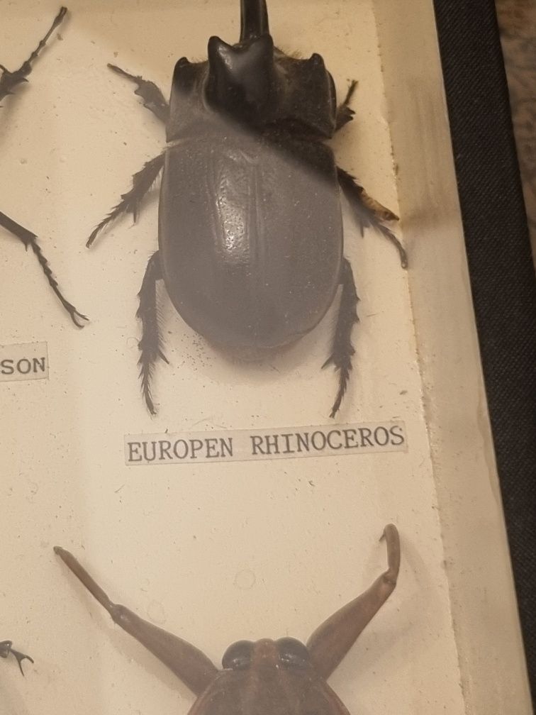 Gablotka entomologistyczna/Żuki , Scorpiony
