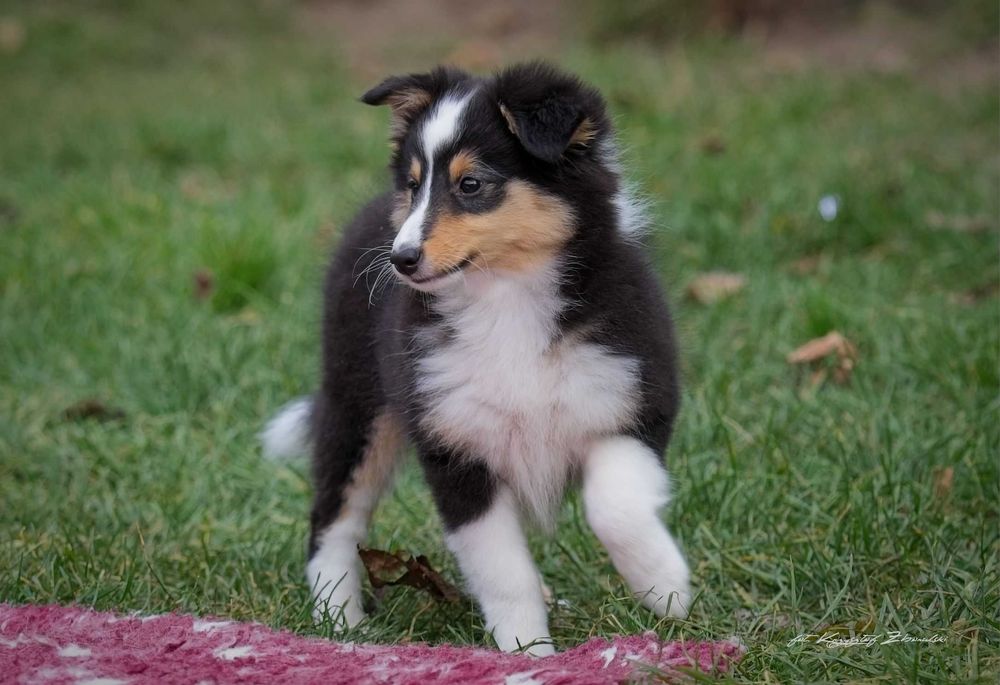 Owczarek Szetlandzki