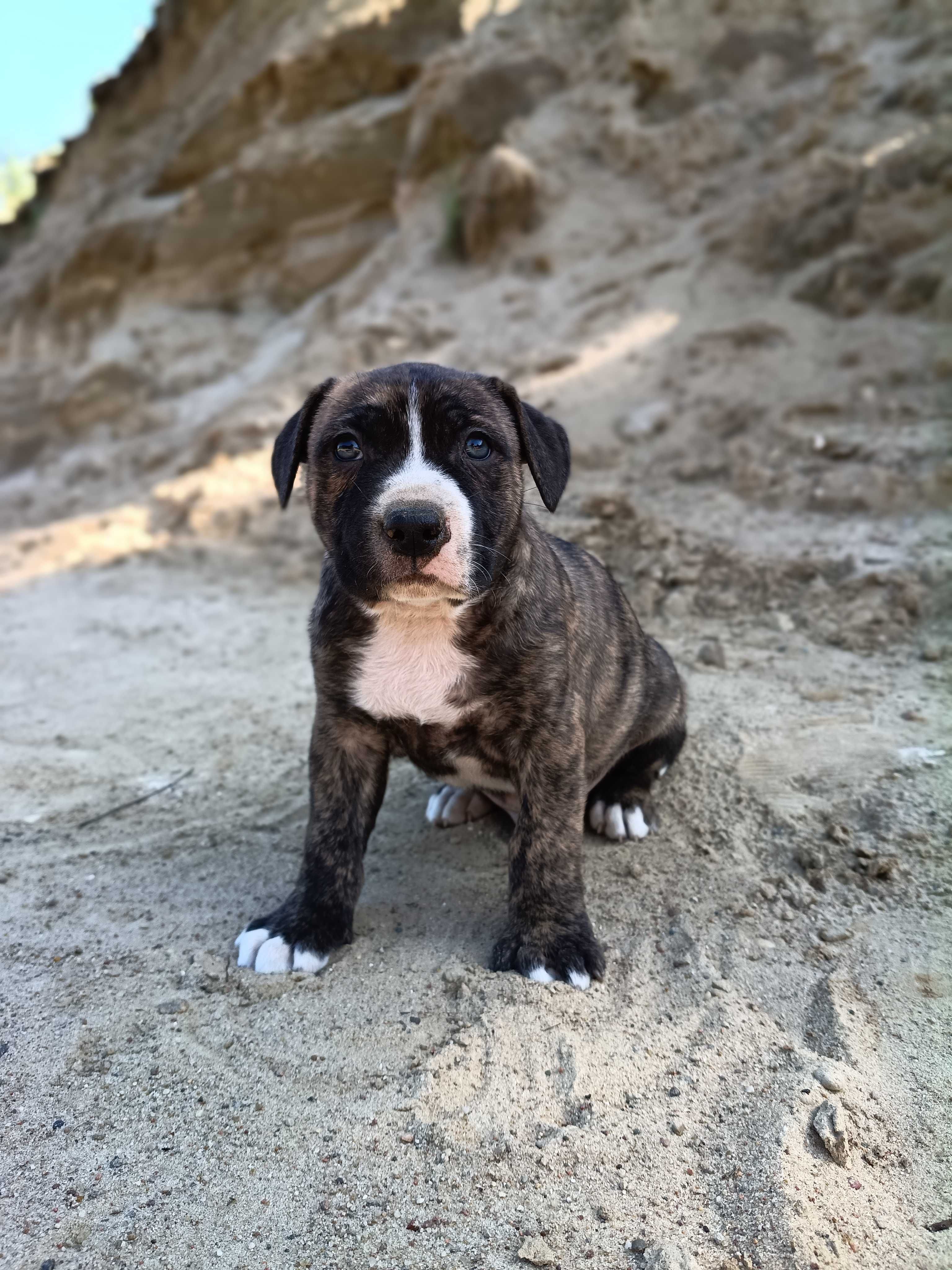 Amstaff samiec pręgowany