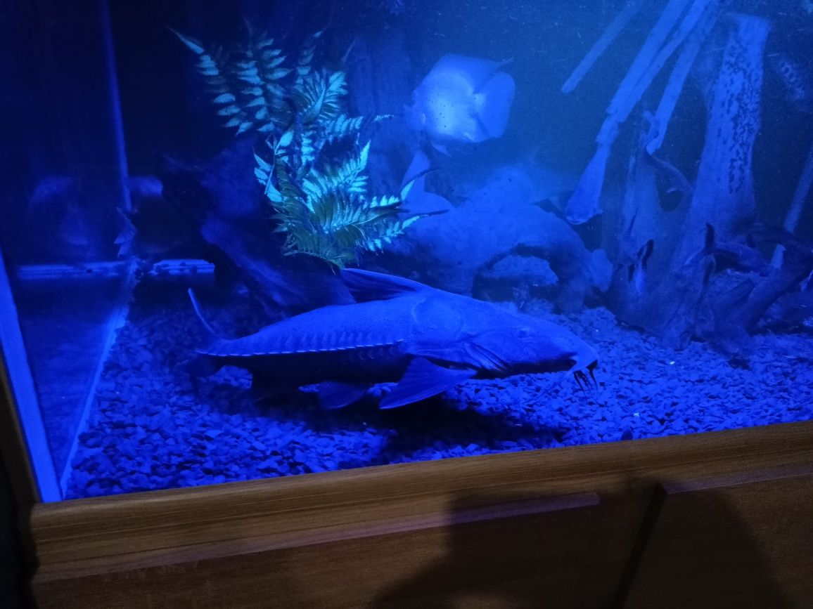 Oxydoras Niger kirys czarny rybka