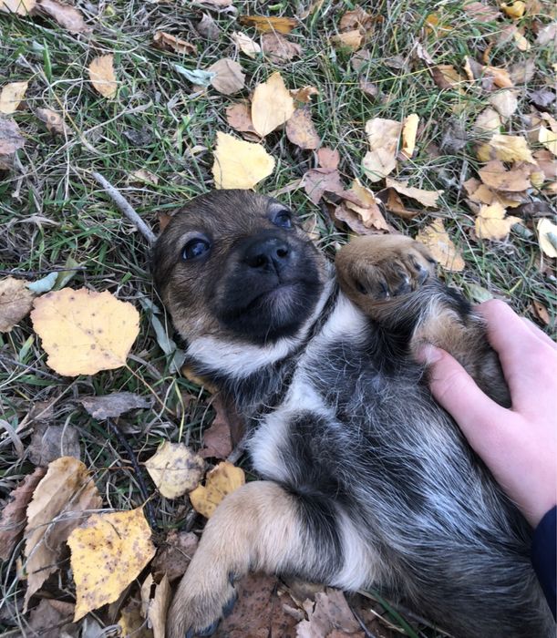 Цуценятка в добрі руки