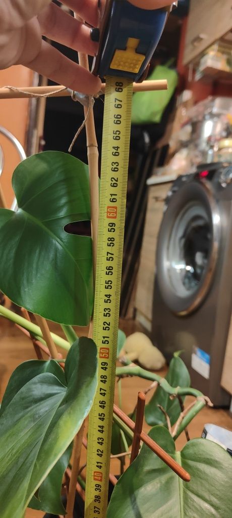 Kwiat monstera w doniczce