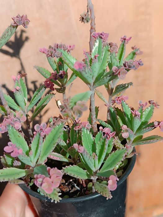 Каланхое"рожеві метелики" (розовые бабочки)pink butterflies 20-50грн