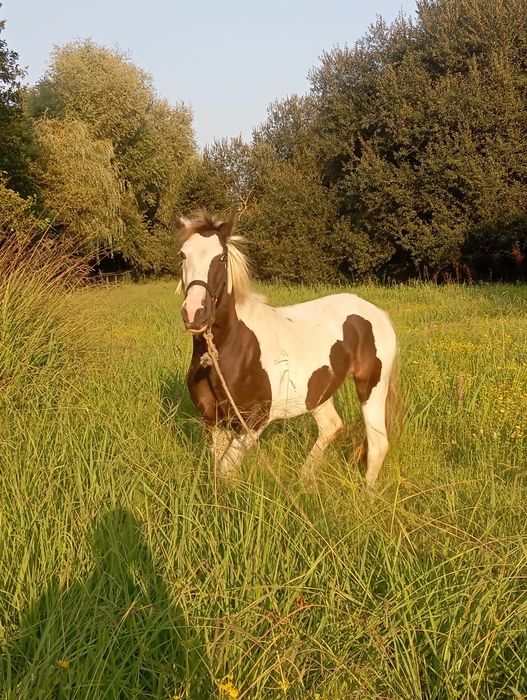 Poldra Gipsy portuguesa olhos azuis