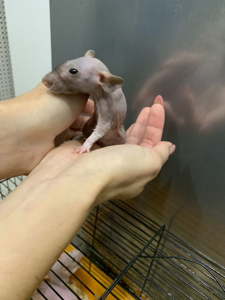 Лысая крыса сфинкс - маленькие  ручные крысята  разных цветов